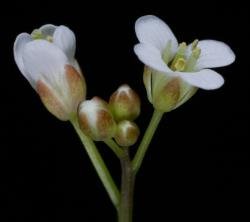 Cardamine unguiculus. Inflorescence with buds and flowers.
 Image: P.B. Heenan © Landcare Research 2019 CC BY 3.0 NZ